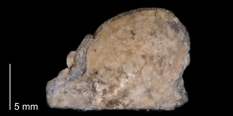 <i>Phelopteria linguaeformis</i> from the Fox Hills Formation (Timber Lake Member) of Dewey County, South Dakota (YPM 24074).