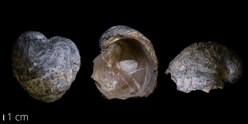 <i> Exogyra ponderosa </i> from the Late Cretaceous Ozan Fm. of Lamar County, Texas (YPM 538078).