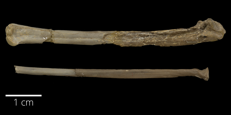 <i> Ichthyornis dispar </i> from the Late Cretaceous (FHSMVP 2180).