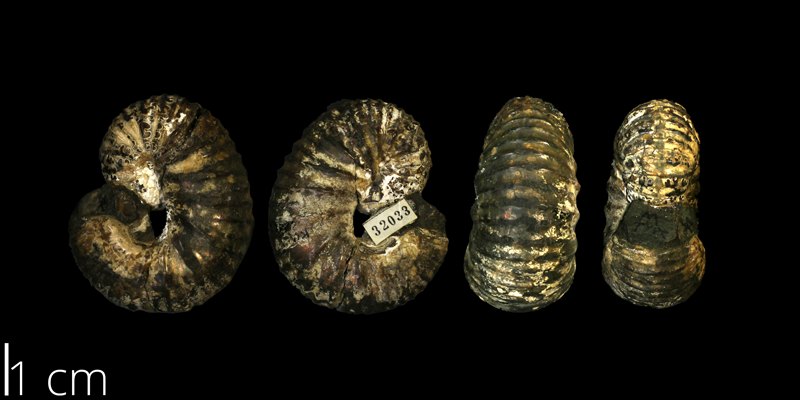 Holotype of <i> Scaphites pygmaeus </i> from the Turonian Carlile Shale Fm. of Ellis County, Kansas (KUMIP 32032).