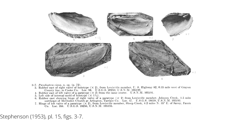 <i> Pseudoptera viana </i> from the Cenomanian Woodbine Fm. of Texas (Stephenson 1953).