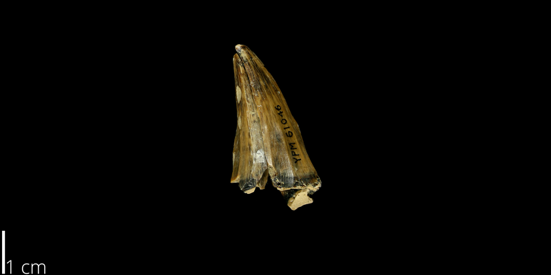 <i> Mosasaurus dekayi </i> from the Maastrichtian Fox Hills Fm. of Ziebach County, South Dakota (YPM VP 061046).