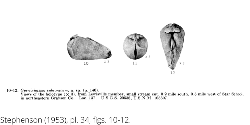 <i> Opertochasma subconicum </i> from the Cenomanian Woodbine Fm. of Texas (Stephenson 1953).